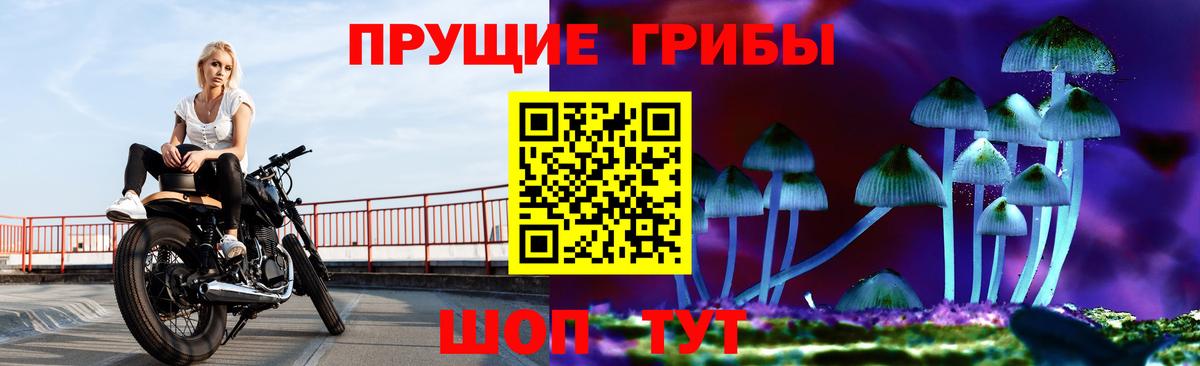 Псилоцибиновые грибы Psilocybe Мичуринск